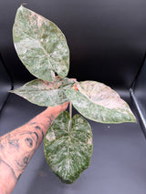 Alocasia Wentii Pink Albo
