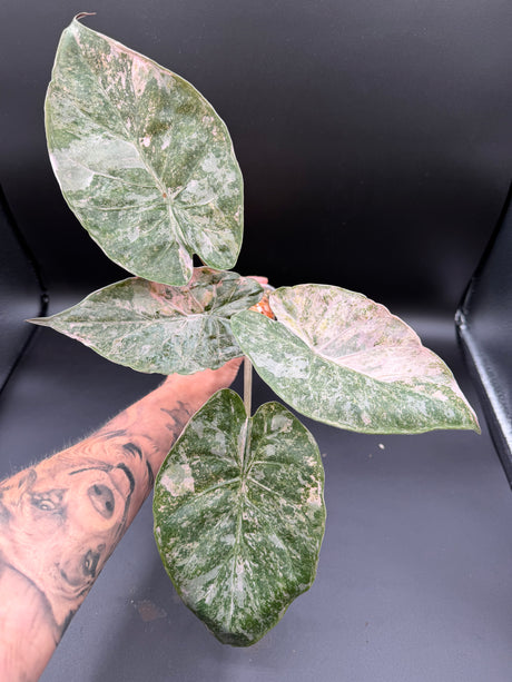Alocasia Wentii Pink Albo