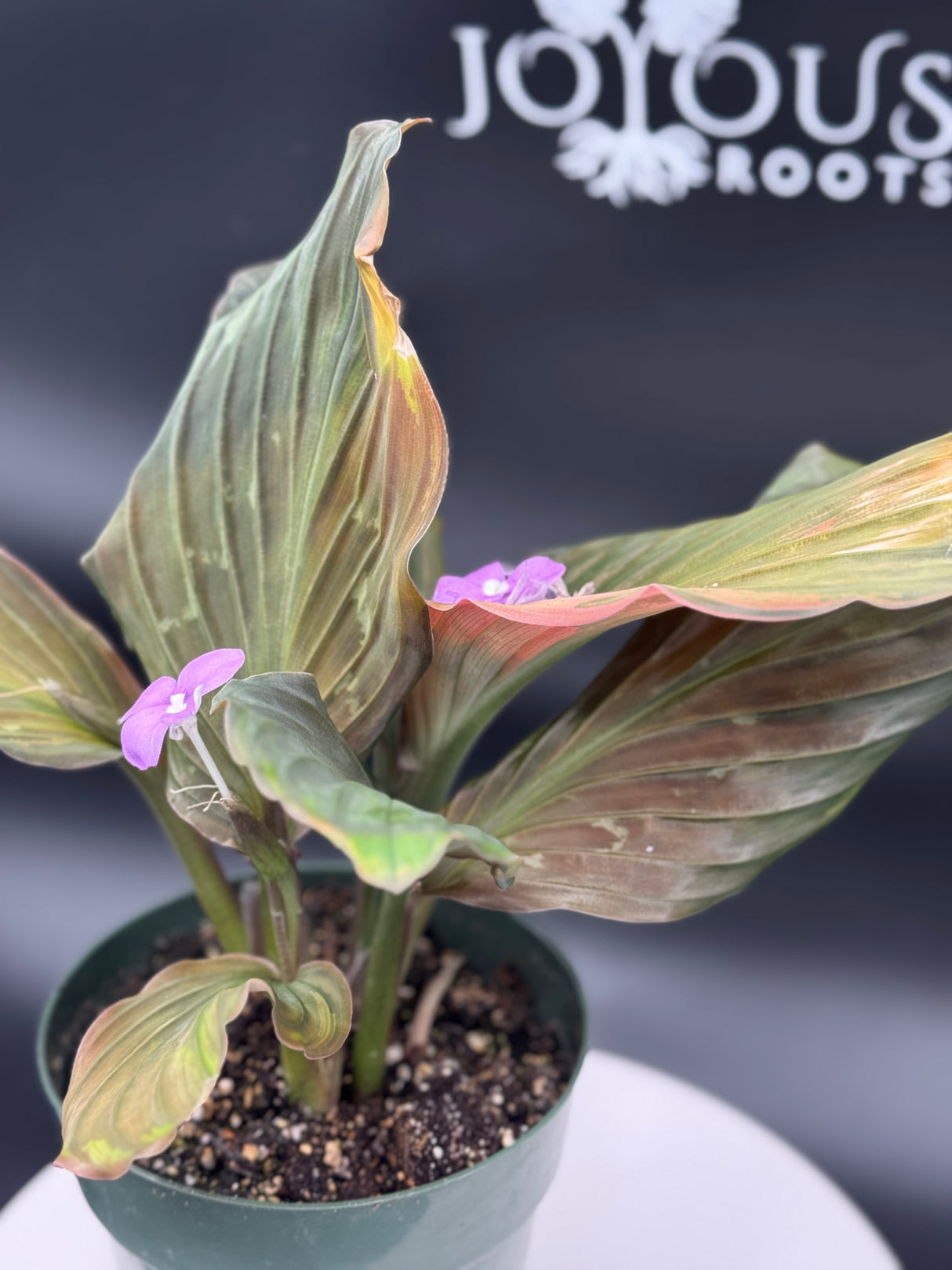 Keampferia sp. variegated Ginger