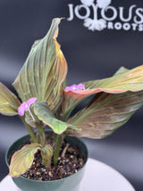 Keampferia sp. variegated Ginger