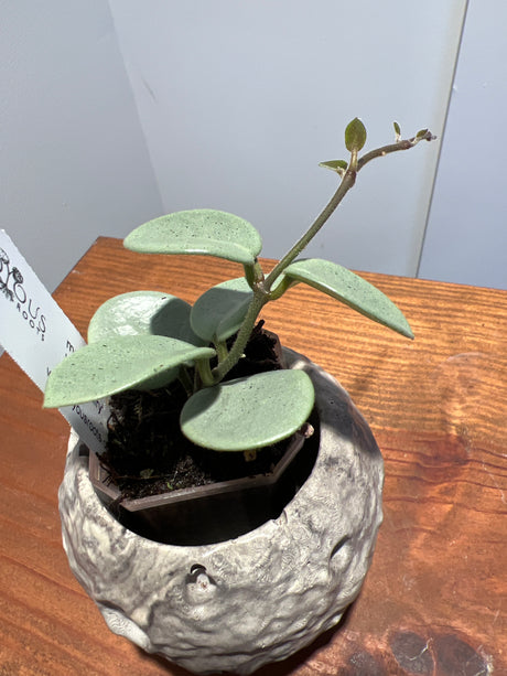 A-195 mathilde ‘Grey Fairy’