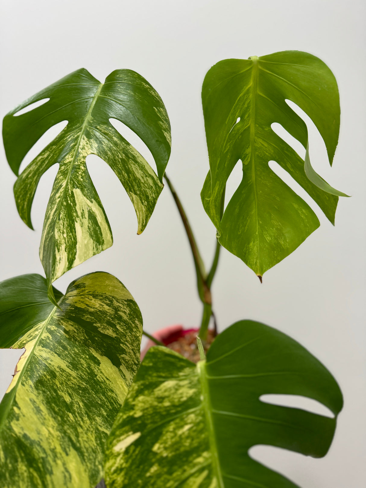 Monstera Aurea SF