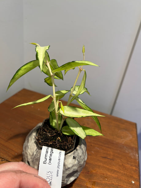 A-157 Hoya Burmanica (variegated)