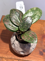 A-199 Hoya verticillata (FKA Wibergiae Round Leaf) (DMW-001-C)
