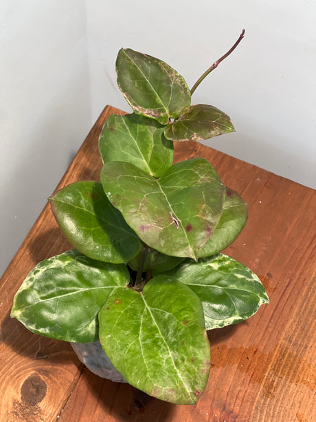 A-152 ‘Swiffer’s Candy’