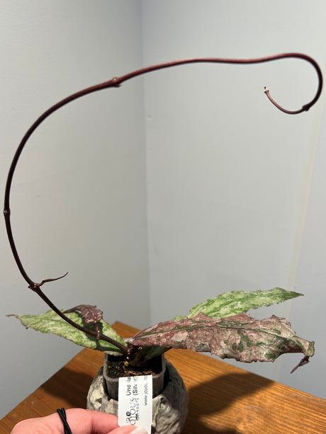 A-197 Undulata (silver