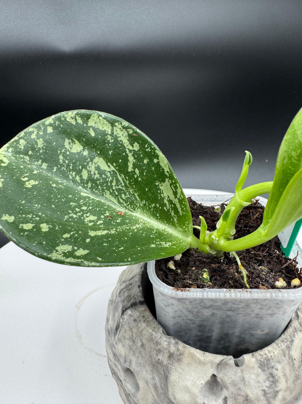 Hoya subquintuplinervis (Splash)