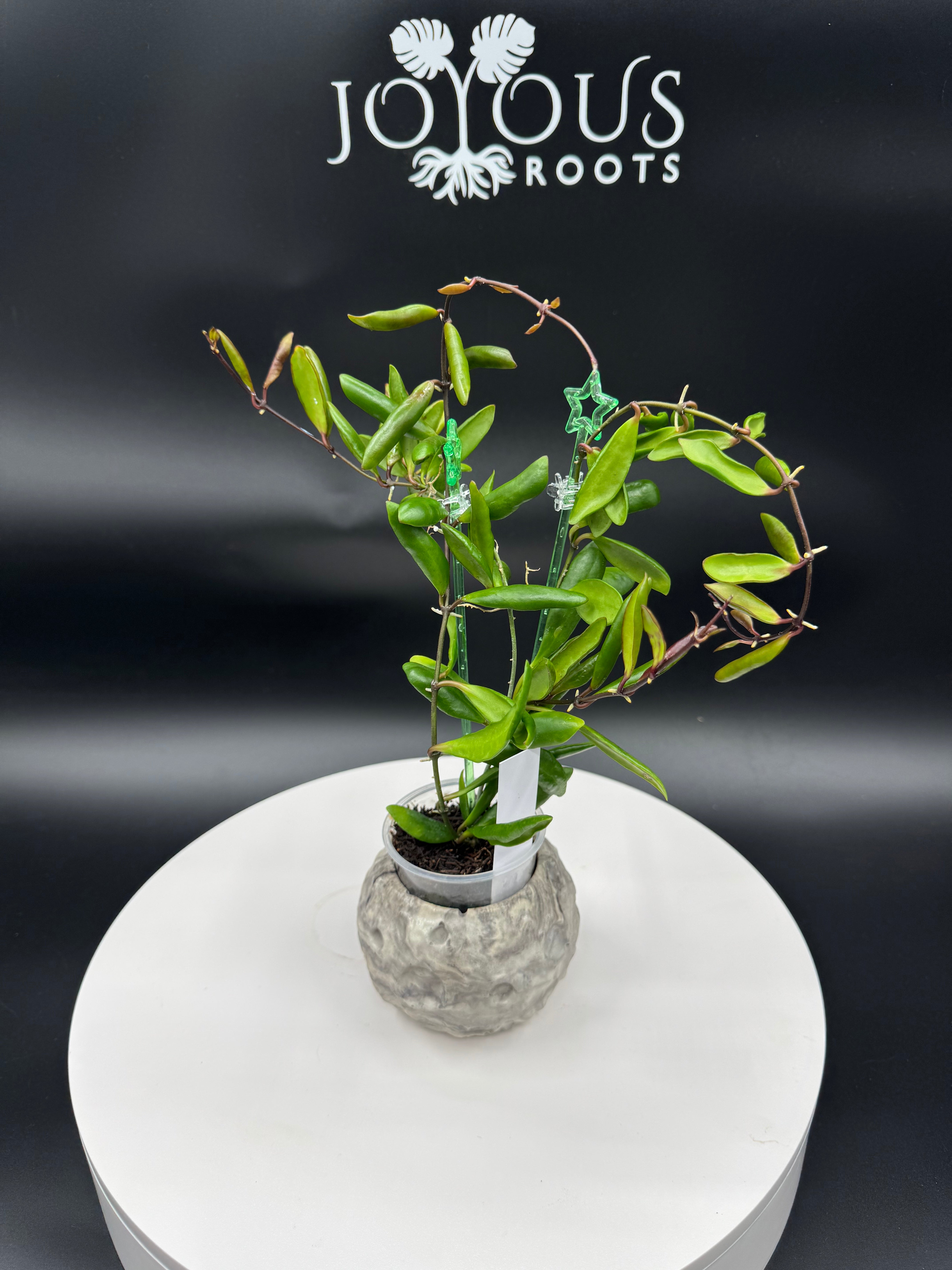 Trending products – Page 2 – Joyous Roots