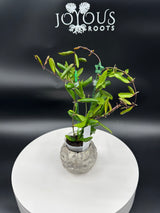 Hoya Loheri