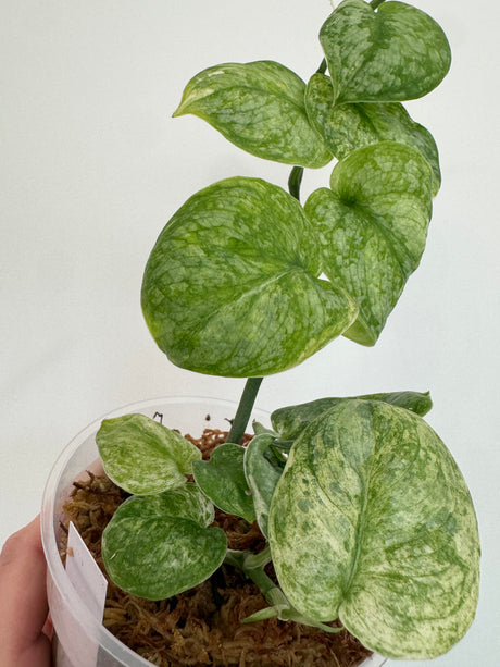 Scindapsus Halimoon