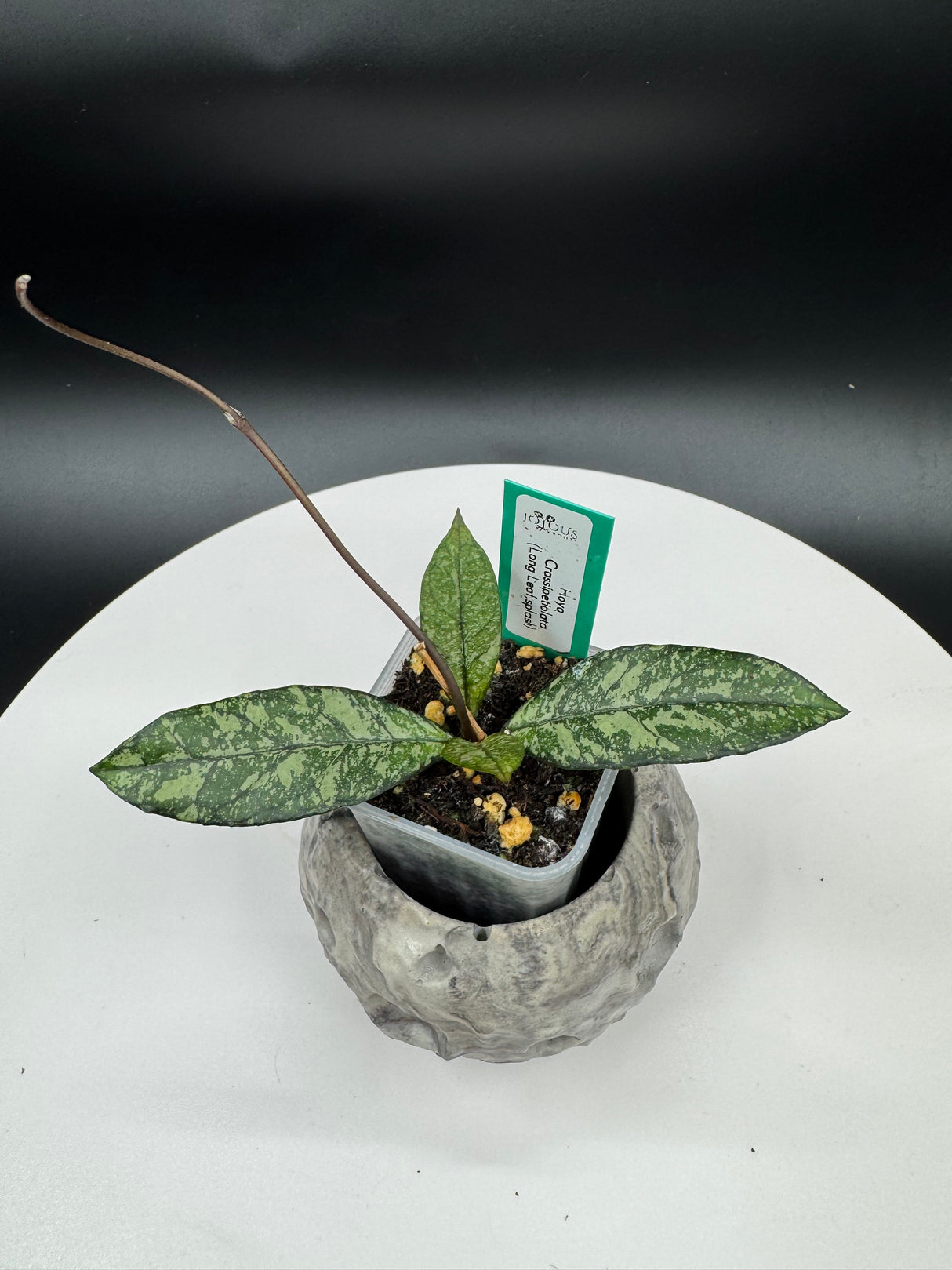 Hoya crassipetiolata Super Splash