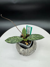 Hoya crassipetiolata Super Splash