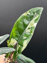 Alocasia Scalprum Albo - WF-969
