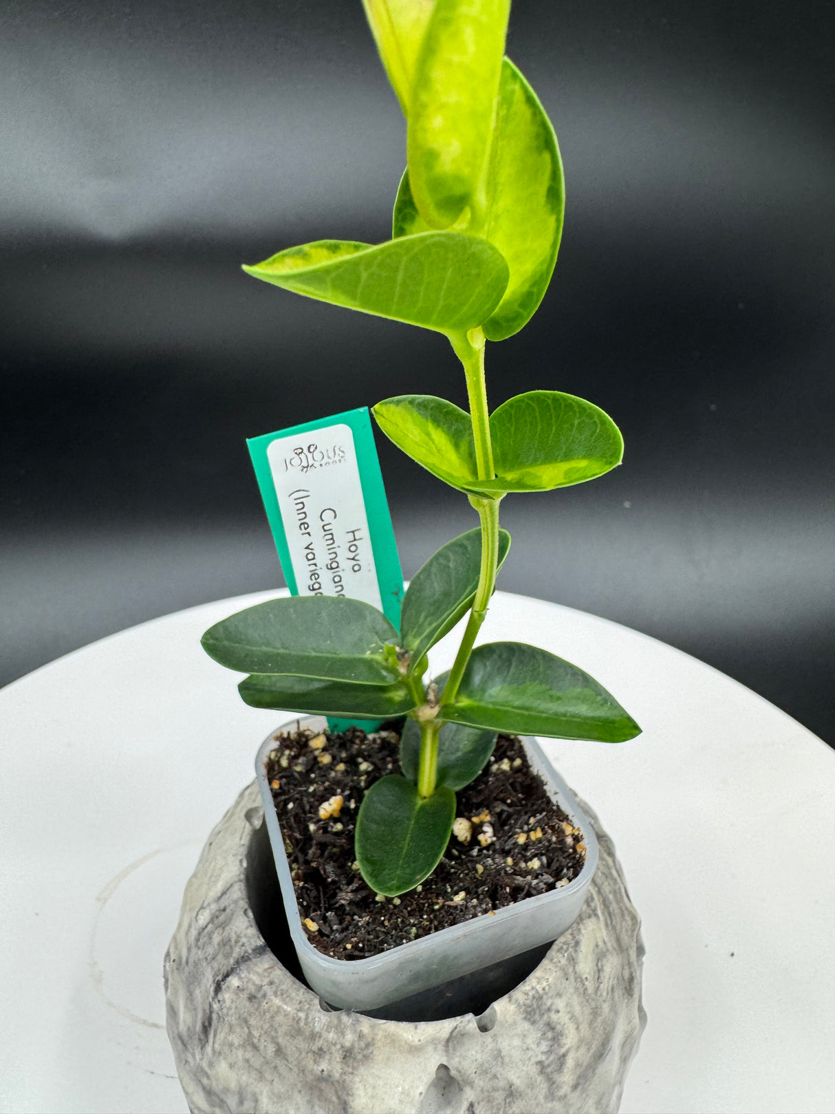 Hoya cumingiana Inner Variegated