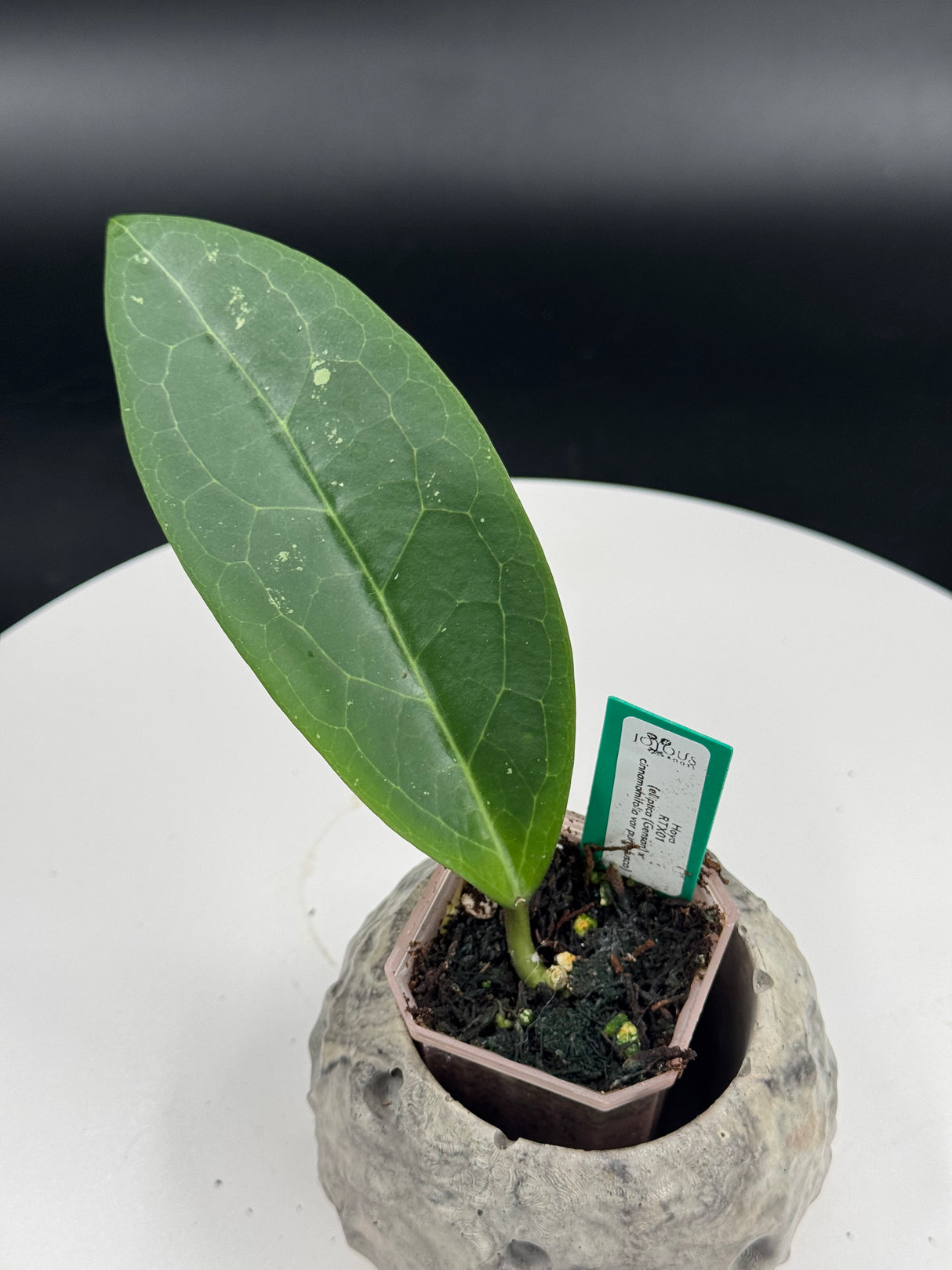 Hoya RTX01 (elliptical (Genson) x cinnamomifolia var pureofusca)