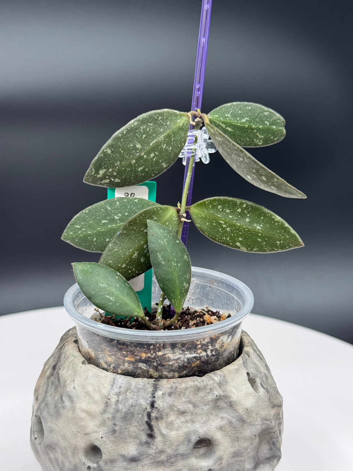 Hoya NAP16