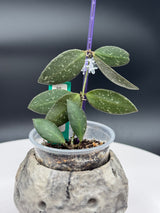 Hoya NAP16