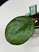 Hoya Patcharawalai Seedling