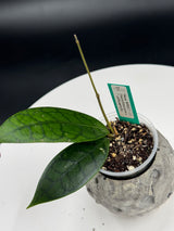 Hoya WRX37-01 (verticillata pink c callistophylla)