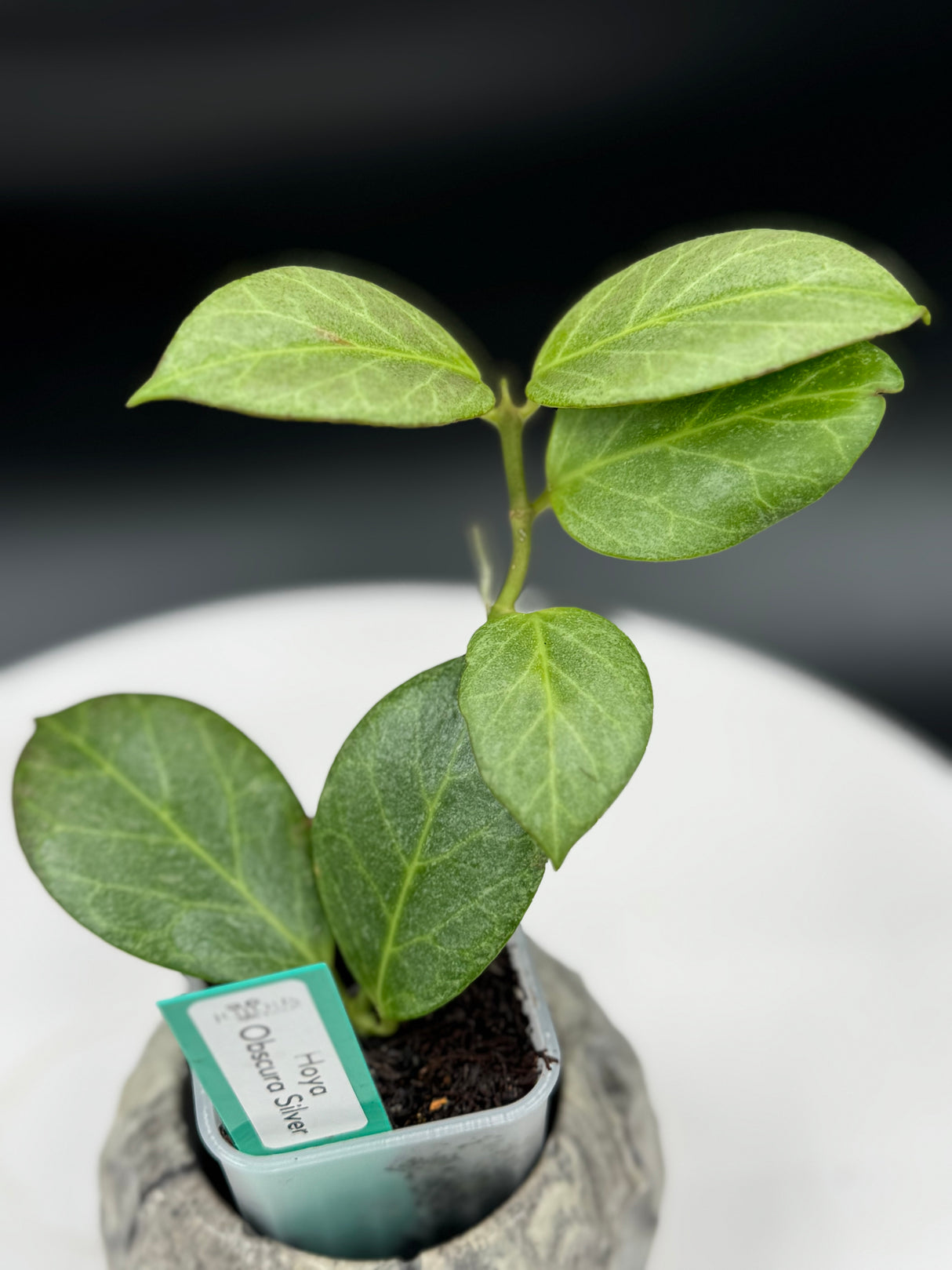 Hoya Obscura Silver