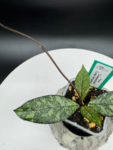 Hoya crassipetiolata Super Splash