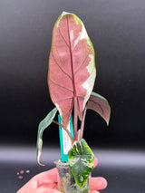 Alocasia Scalprum Albo