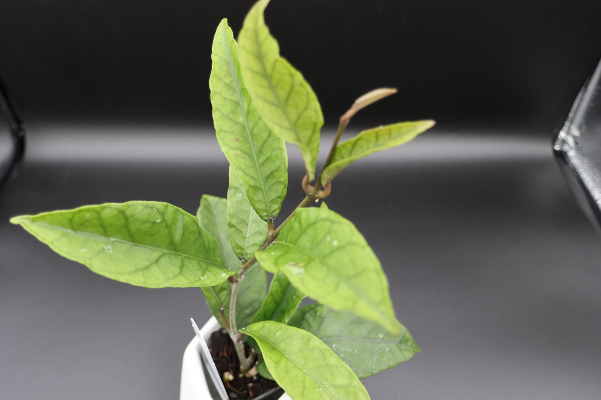 sp. Gayo Lues NAPC027 - WD-188