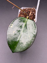verticillata 'Chiang Rai' -WE-700