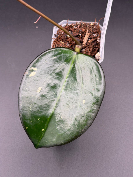 verticillata 'Chiang Rai' -WE-700