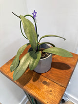 A-149 Hoya Griffithii (Silver, clone 2)