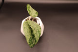 EX-01. (silver) - WE-871