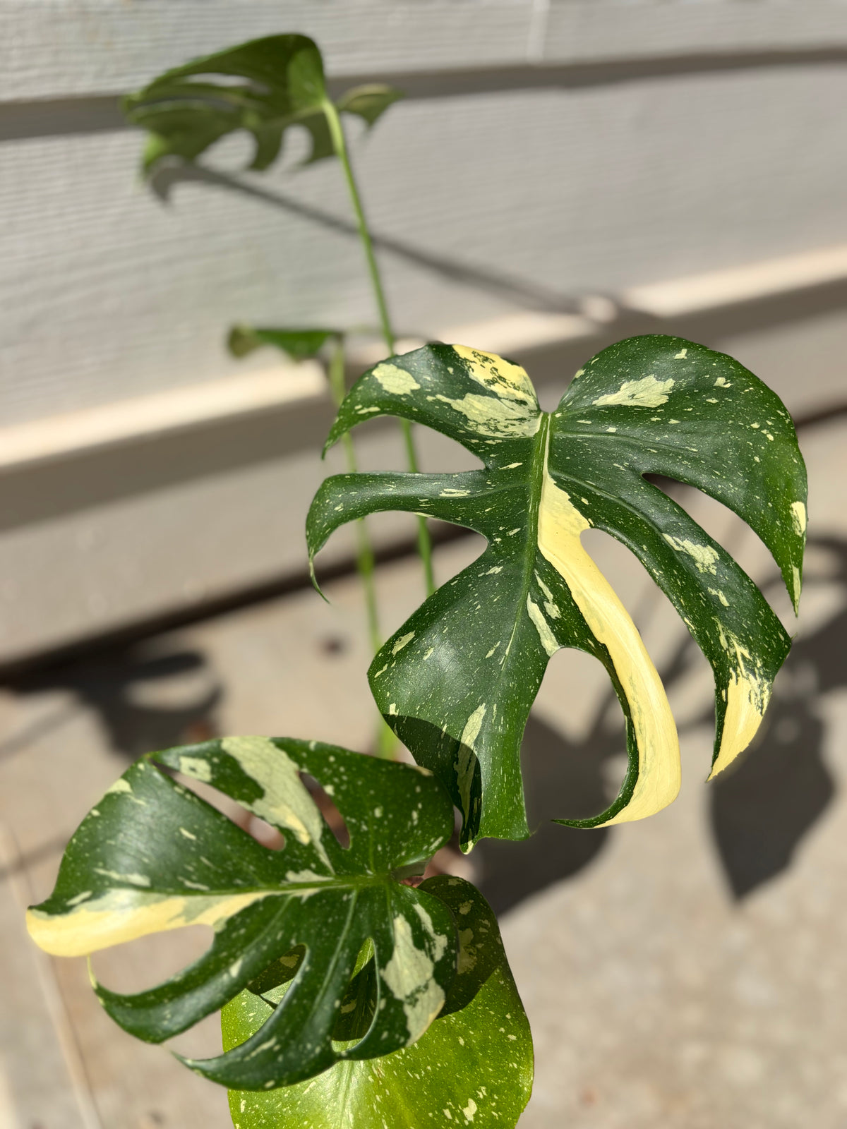 Monstera Thai Constellation  -WG-008