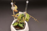 lacunosa Cianjur (variegted) -WE-851