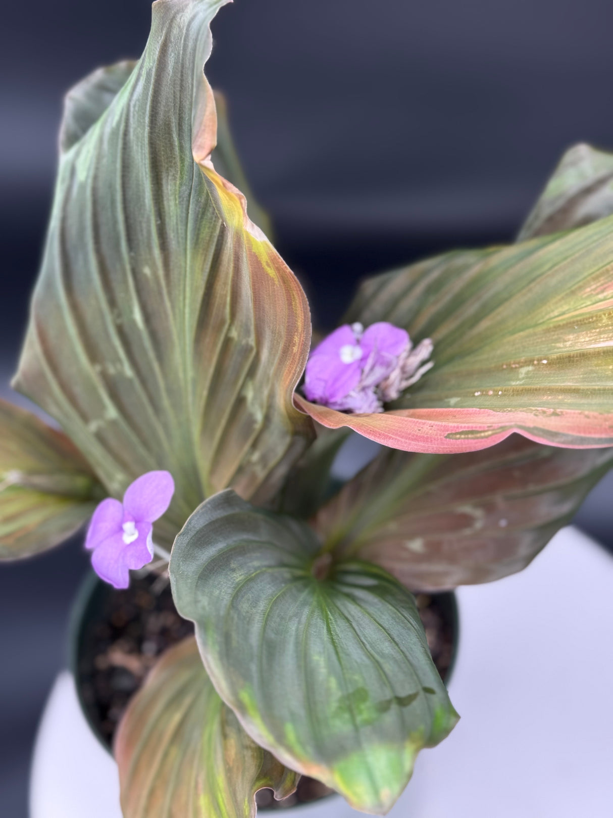 Keampferia sp. variegated Ginger