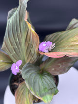 Keampferia sp. variegated Ginger
