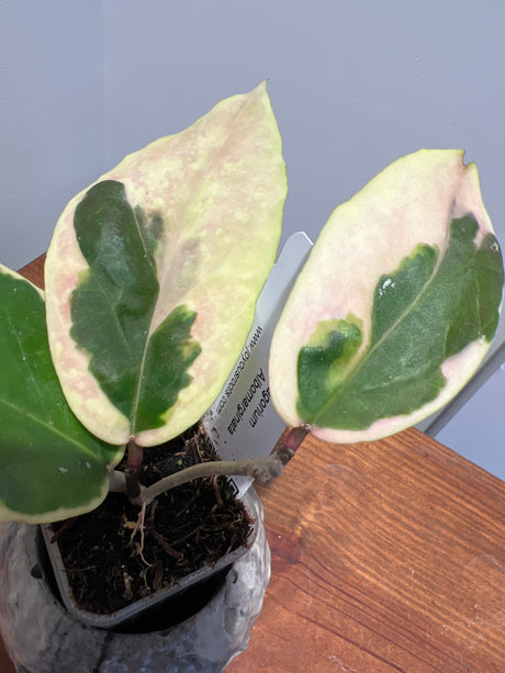 A-164 Hoya Ilagorium (albomarginata)