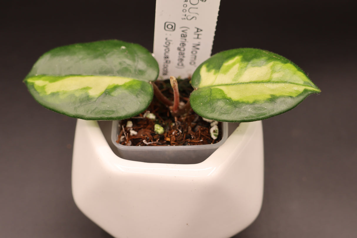 AH 'Momo' (variegated) -WE-854
