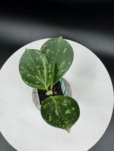 Hoya subquintuplinervis (Splash) 2