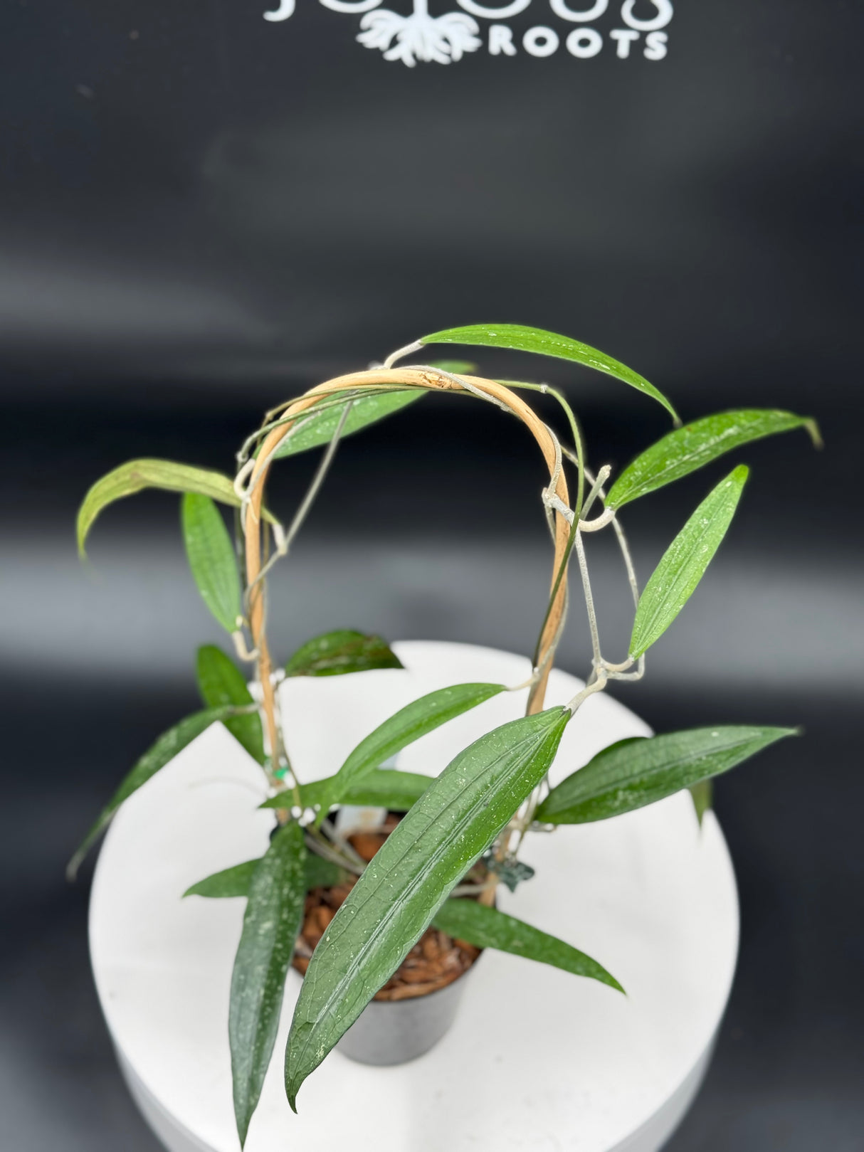 Hoya rindu raffelsia Splash