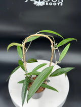 Hoya rindu raffelsia Splash