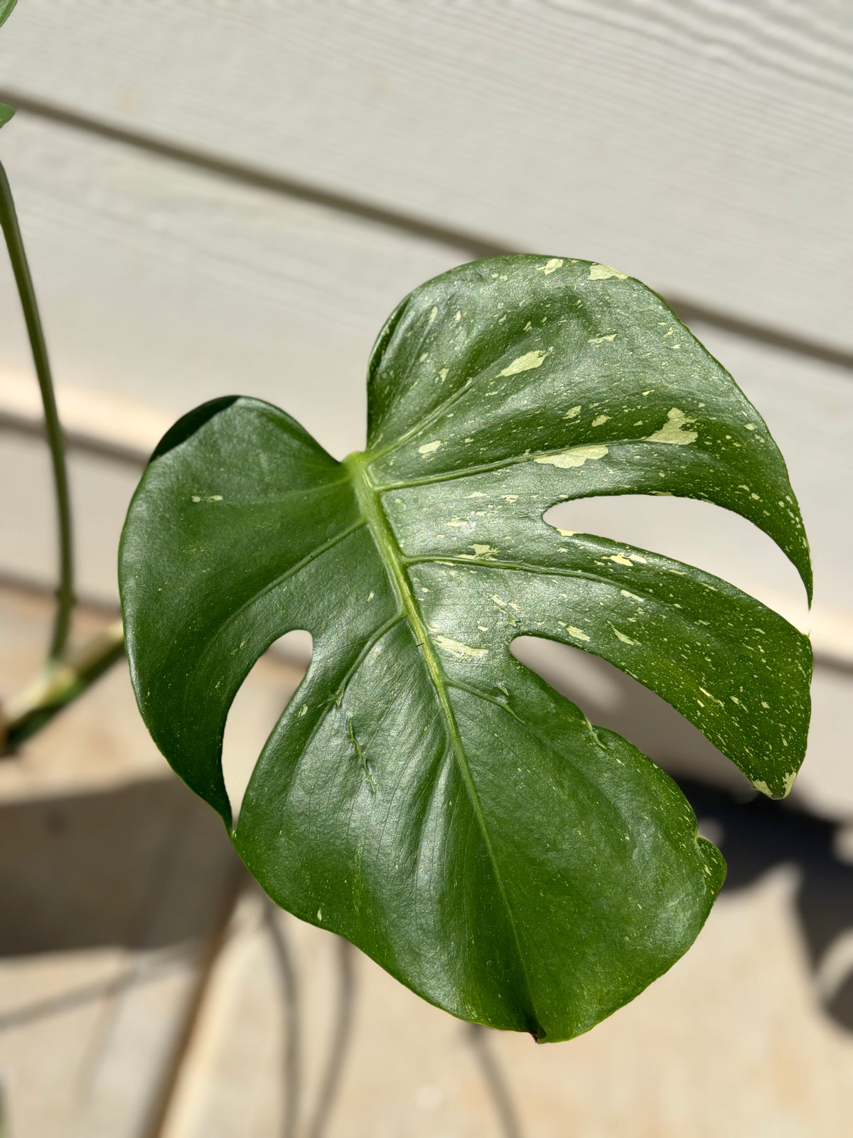 Monstera Deliciosa variegated - WG-005