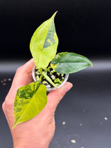 Alocasia Dragons Breath AureA