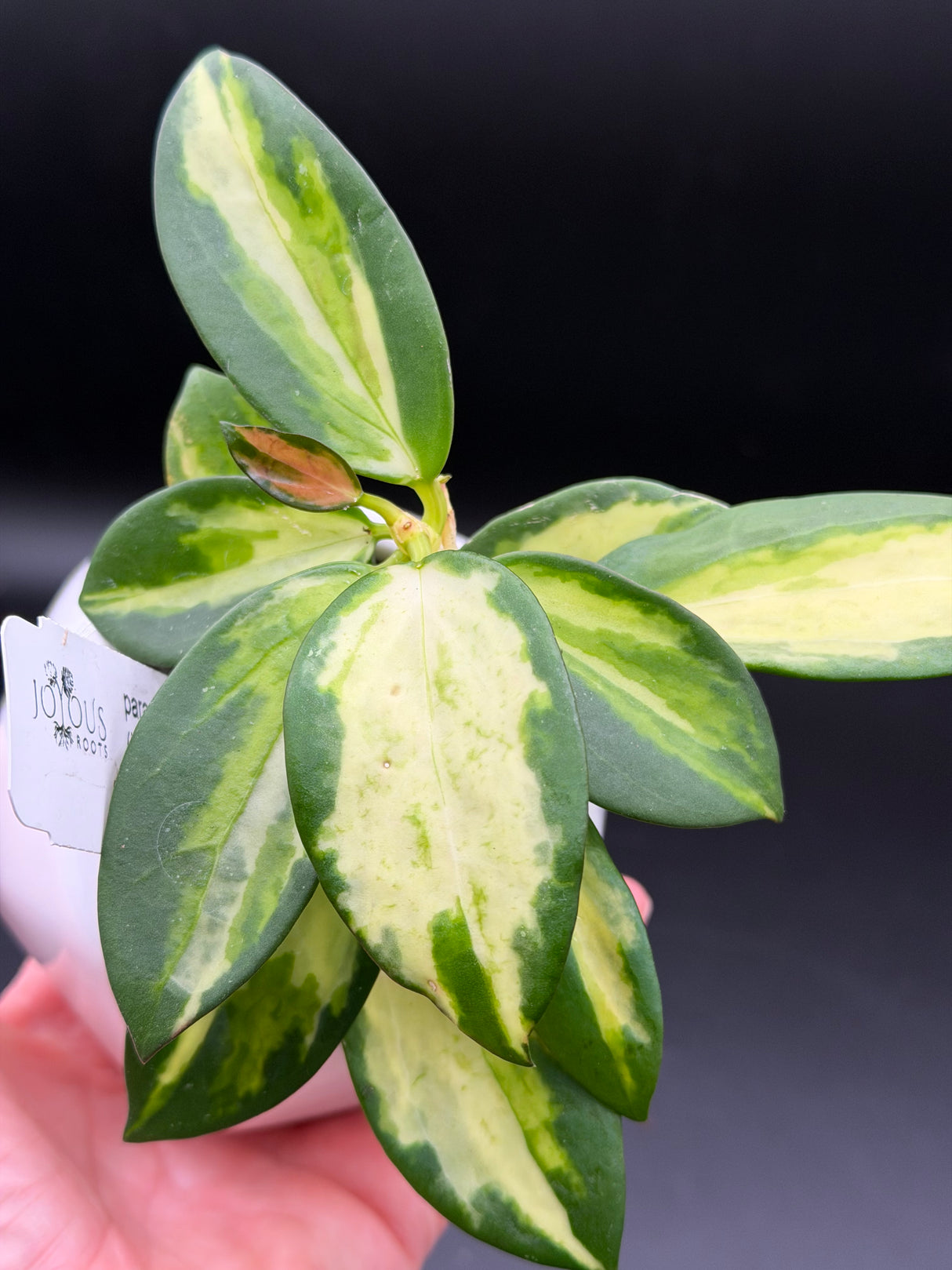 para (inner variegated) - WD-949