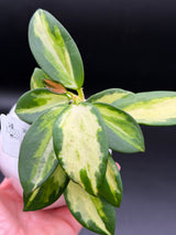 para (inner variegated) - WD-949