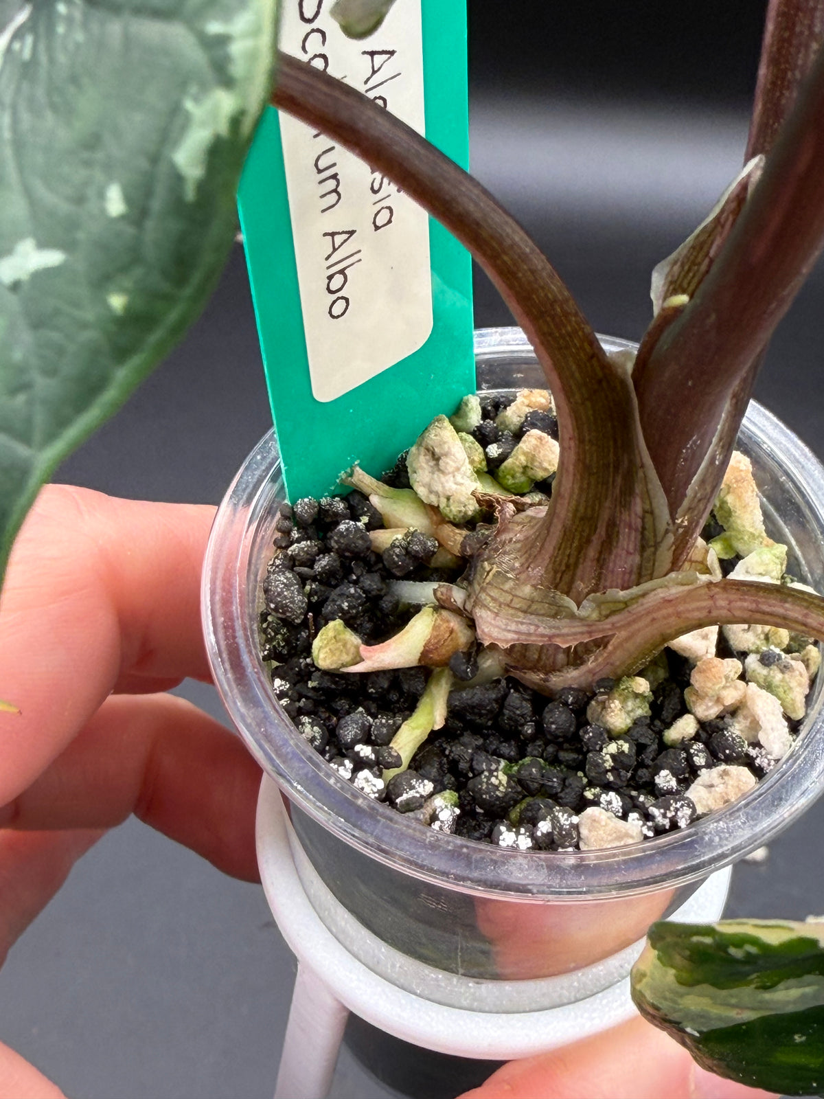 Alocasia Scalprum Albo