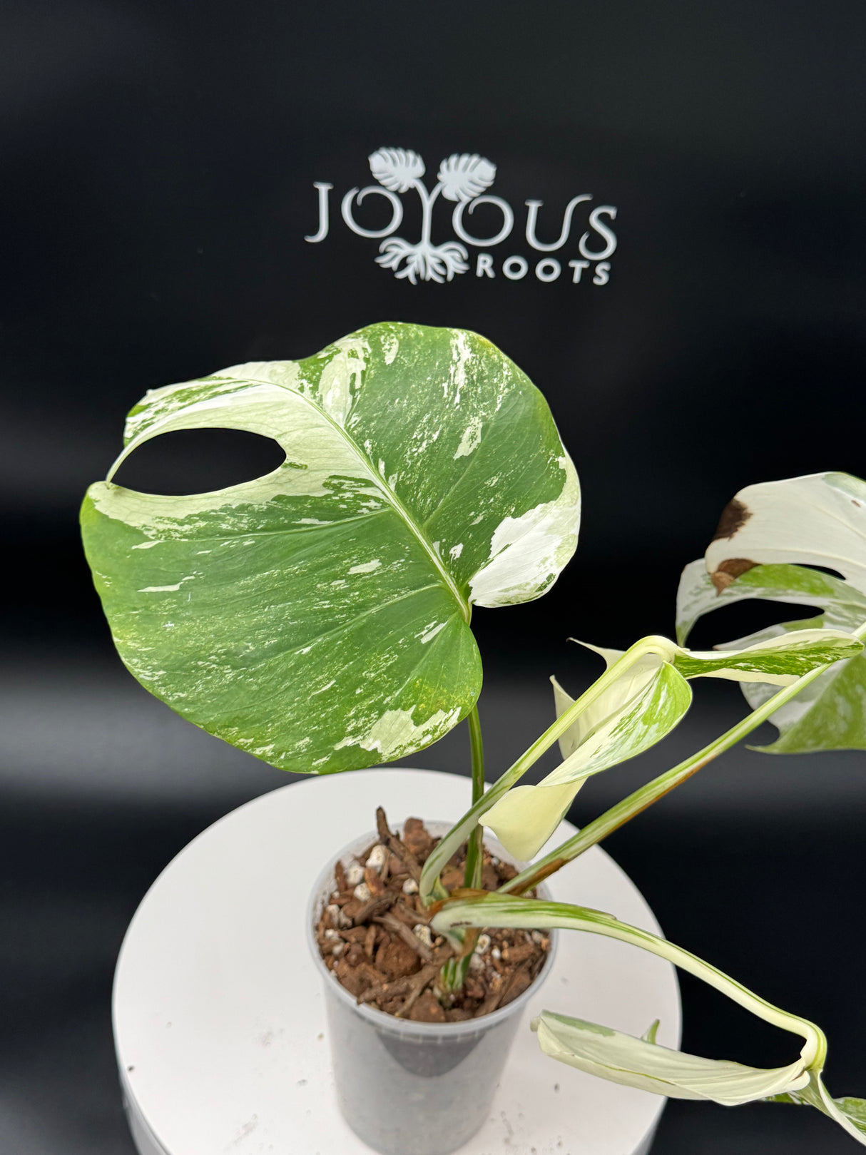 Monstera Albo SF