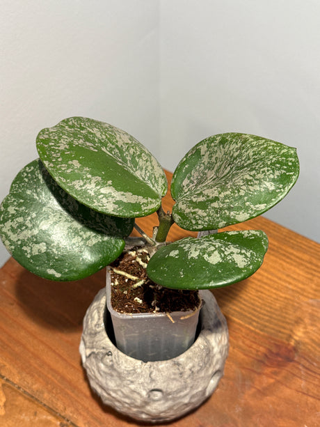 A-189 Hoya obovata (super splash)
