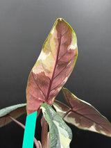 Alocasia Scalprum Albo - WF-969