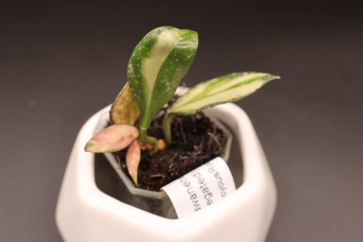 nabawanensis (variegated) -WE-858