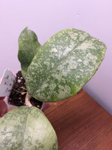E-644 sp. Tabalong (silver)